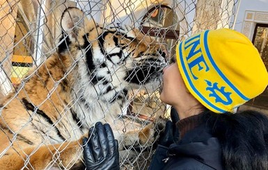 Тигров из заброшенного клуба в Киеве разобрали частные зоопарки