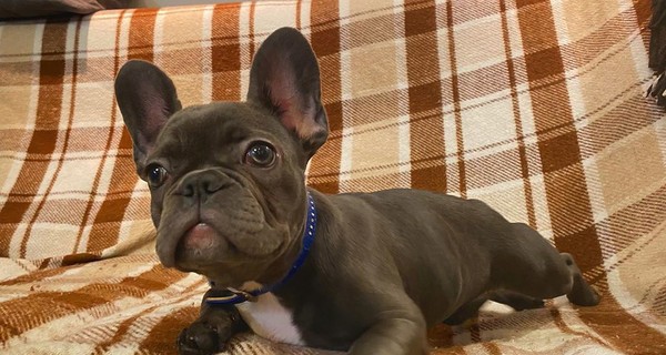 MARUV показала фотосессию с новой собакой и мужем