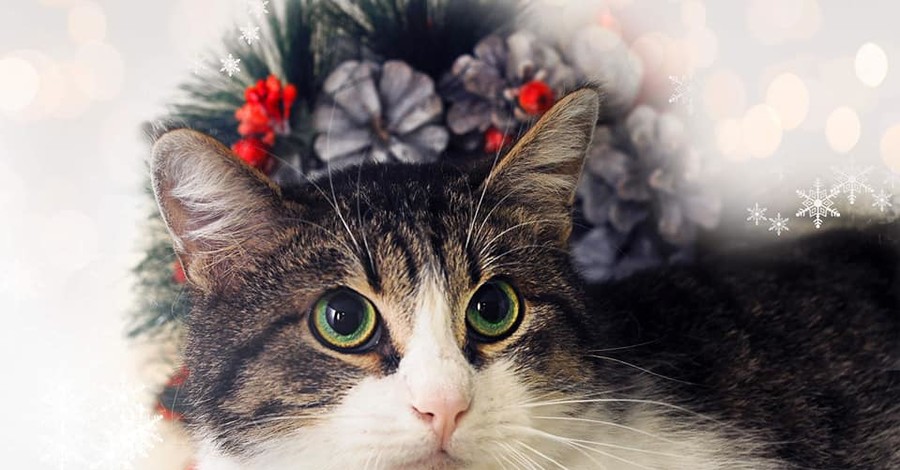  В Днепре кошкам с лейкозом устроили новогоднюю фотосессию