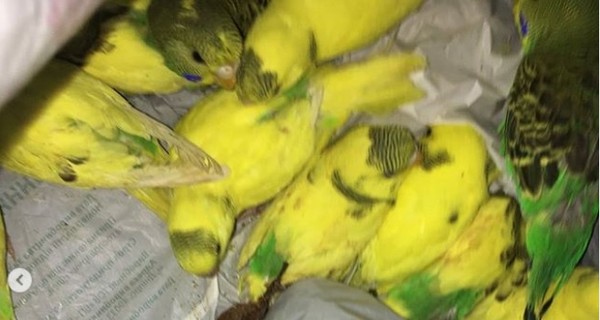 В Харькове спасают выброшенных на улицу 50 попугаев 