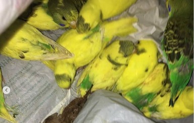 В Харькове спасают выброшенных на улицу 50 попугаев 