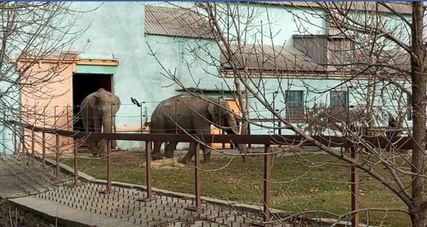 Слонов-переселенцев в Николаеве выпустили в летний вольер