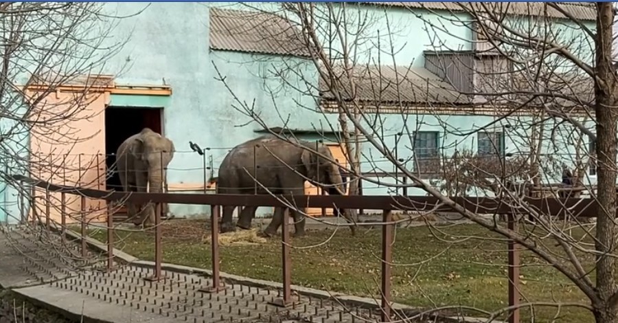 Слонов-переселенцев в Николаеве выпустили в летний вольер