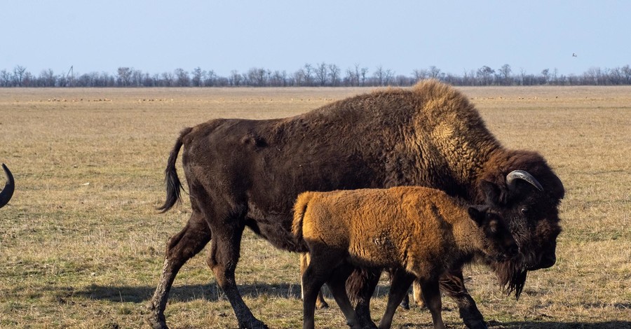 В январе, а не в мае: В заповеднике Аскания-Нова у рыжих бизонов беби-бум