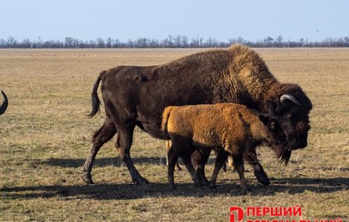 В январе, а не в мае: В заповеднике Аскания-Нова у рыжих бизонов беби-бум