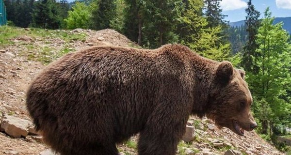 Медведи в зоопарке Харькова впали в спячку с месячным опозданием