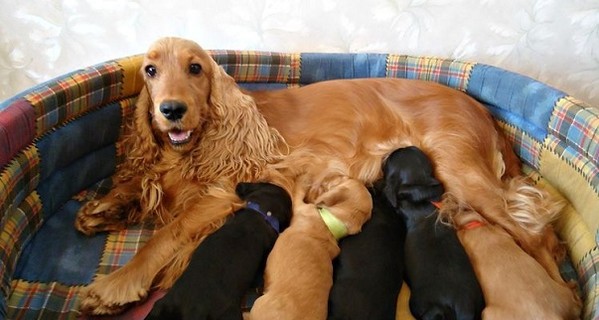 Беременност собак: какие симптомы у собаки при беременности и родах