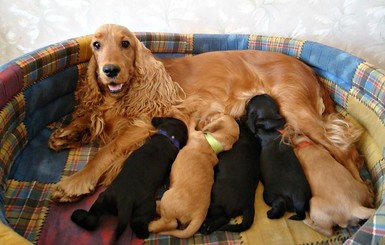 Беременность у собак: первые симптомы, сроки и особенности