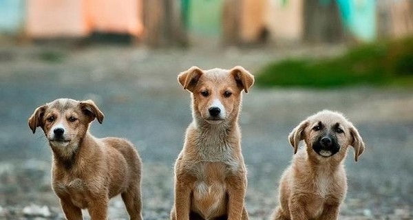 На Днепропетровщине полицейские спасли собаку от живодера