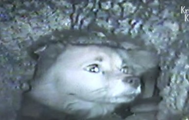 В Южной Корее спасли собаку-призрака, которая восемь лет просидела в дыре