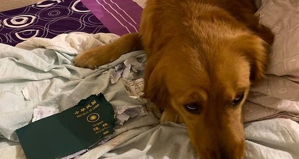 Собака спасла хозяйку от китайского коронавируса, съев ее паспорт