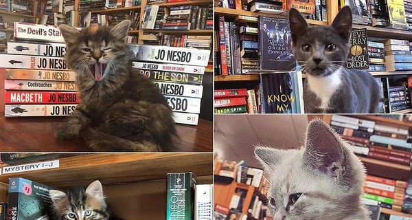 В Канаде десятки котят поселились в книжном магазине: прыгают на полки и развлекают детей