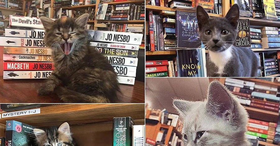В Канаде десятки котят поселились в книжном магазине: прыгают на полки и развлекают детей