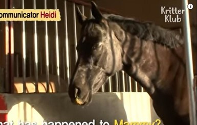Соцсети растрогала лошадь, которая пыталась воскресить жеребенка
