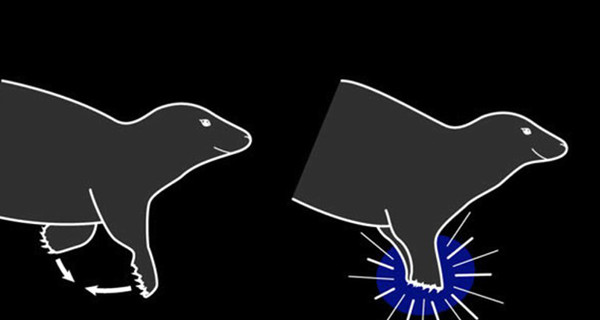 Ученые показали, как серые тюлени хлопают ластами ради самочек