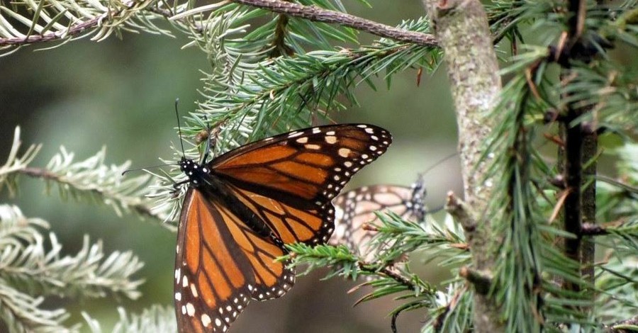 На крыльях бабочек: в мексиканский заповедник прилетели тысячи бабочек-монархов