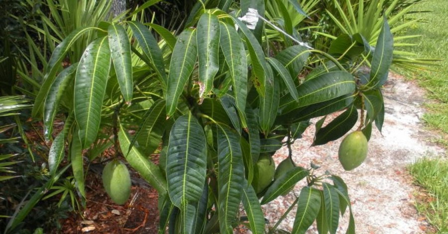 Манго из косточки в домашних условиях: выращиваем экзотическое дерево