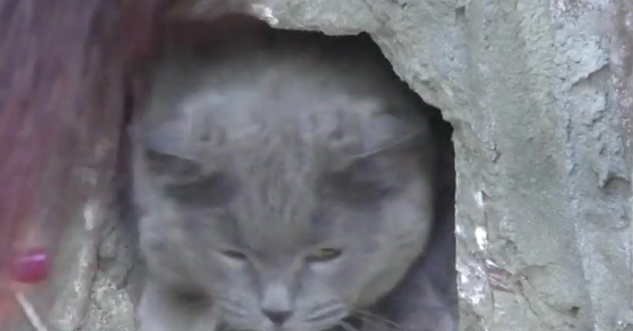 В Запорожье полицейские спасли замурованных в подвале многоэтажки котов