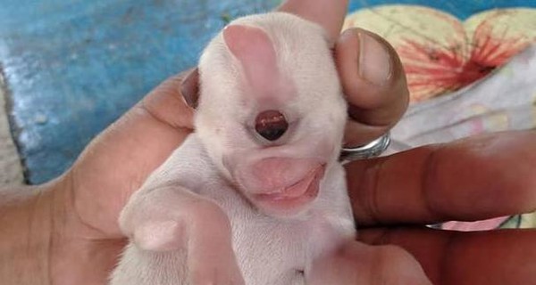 В Таиланде родился уникальный щенок-циклоп с рогом: вылитый миньон Кевин