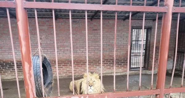 Зоозащитник сообщила об издевательствах над животными в частном зверинце под Харьковом 