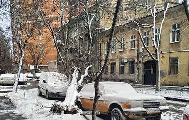 В Одессе снежный шторм повалил более 50 деревьев