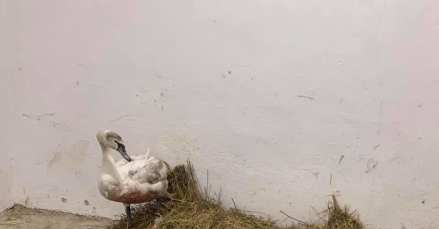 В Ивано-Франковске спасают лебедя, который застрял в замерзшем озере