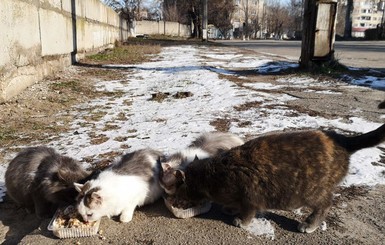 В Запорожье бездомная кошка усыновила котят, потерявших маму
