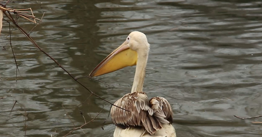 Уникальный пеликан из Харьковского зоопарка отметил первый день рождения