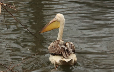 Уникальный пеликан из Харьковского зоопарка отметил первый день рождения