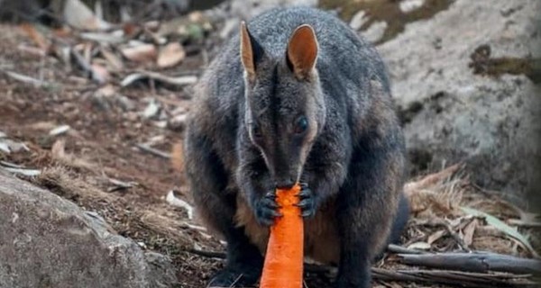 Пожары в Австралии: более ста видов животных нуждаются в помощи