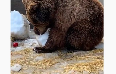 Как ребенок: в Мелитополе медведь с радостью набросился на подаренного ему снеговика
