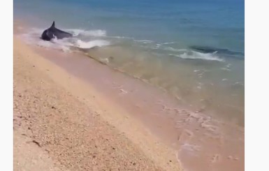 В Азовском море дельфины подплыли к самому берегу: их засняли очевидцы