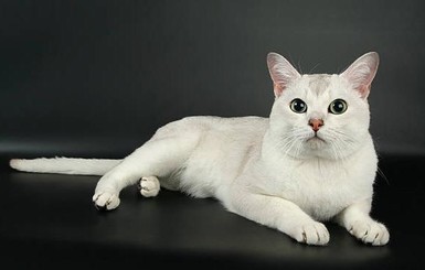 Топ - 10 самых красивых пород кошек
