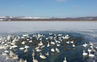 Орнитолог о зимовке птиц в Украине: Остаются самые авантюрные и весной получают преимущество