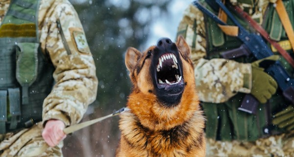 Пограничники - о достижениях служебных собак: Рейн нашел мигрантов из Индии, а Тайра маковую соломку