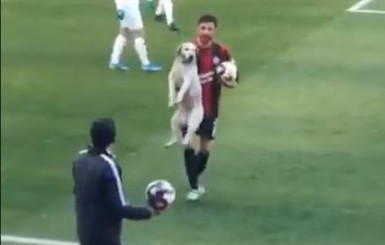 Собака отобрала у футболистов мяч во время матча Чемпионата Турции