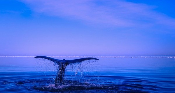 30 антарктических китов сняли на видео, как живут под коркой льда