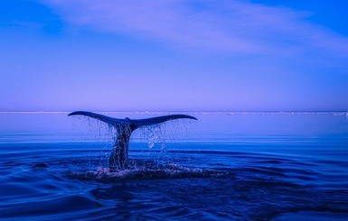 30 антарктических китов сняли на видео, как живут под коркой льда