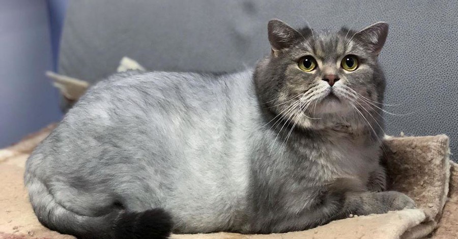 Интернет-пользователей растрогала история похудения кота Антона из Днепра