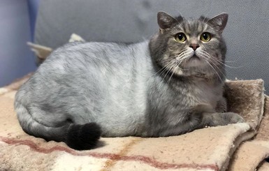 Интернет-пользователей растрогала история похудения кота Антона из Днепра