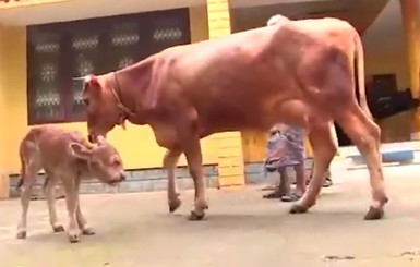 В Индии фермер пытается выкормить двухголового теленка