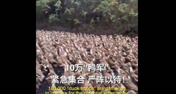 100 тысяч уток маршируют на защиту Китая: полчища саранчи угрожают голодом