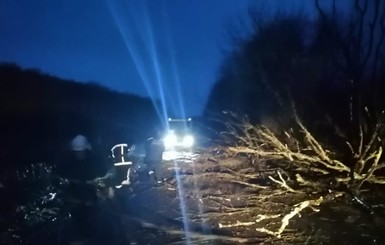 На Прикарпатье упавшее дерево зацепило автобус: пострадал пассажир