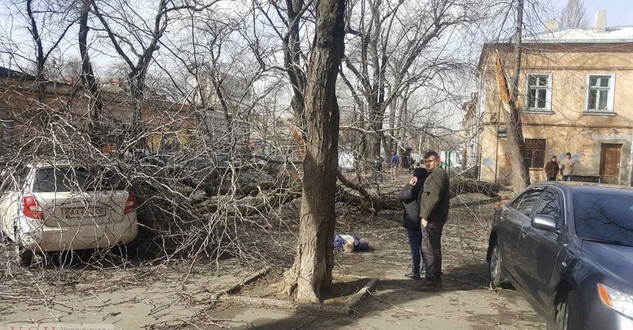 В Одессе упавшее дерево убило пенсионерку
