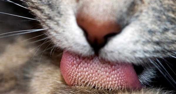 Что ядовито для кошек: 10 опасных продуктов