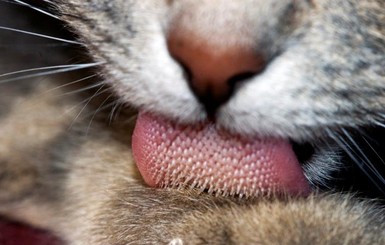 Что ядовито для кошек: 10 опасных продуктов