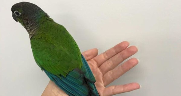 Ветеринар из Австралии сделала крылья попугаю, которого искалечили люди