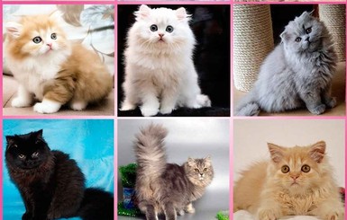 Что такое коронавирус у кошек и как он передается