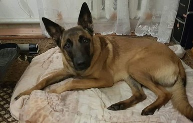 В Сумах собака спасла жизнь своей хозяйке