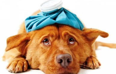 В Украину из-за коронавируса запретили ввозить собак и кошек из Китая